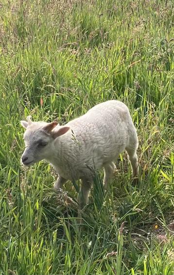Ouessant rammetje, Mâle, Mouton, 0 à 2 ans