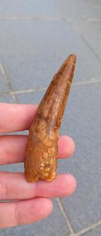 Top Spinosaurus tand dinosaurus fossiel, Verzamelen, Ophalen of Verzenden, Fossiel