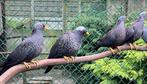 olijfduiven olijfduif, Animaux & Accessoires, Oiseaux | Pigeons, Plusieurs animaux, Autres espèces