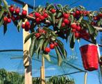 Cerisier espalier - 150cm, Jardin & Terrasse, En pot, Plein soleil, Enlèvement, 100 à 250 cm