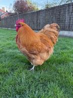 Haan Orpington, Dieren en Toebehoren