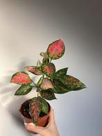 Aglaonema Red Valentine, Ophalen, In pot