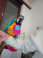 Blauwe-gele Ara (Ara ararauna) – 10 maanden, Dieren en Toebehoren, Geslacht onbekend, Papegaai, Pratend