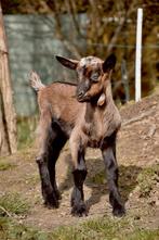 Lammetje mieke, Dieren en Toebehoren, Schapen, Geiten en Varkens, Vrouwelijk, 0 tot 2 jaar, Geit