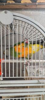 Senegaalpapegaai of bonte boertje genoend, Meerdere dieren, Papegaai, Pratend