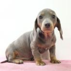 Teckel Korthaar - Blue Tan - pups te koop, Dieren en Toebehoren, CDV (hondenziekte), Meerdere, Meerdere dieren, Buitenland