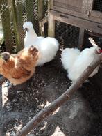 2 hennen en 1 haan, Dieren en Toebehoren, Pluimvee