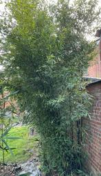 Zwarte bamboe - Phyllostachys nigra - +/-4m hoog, Tuin en Terras, Planten | Struiken en Hagen, Haag, Bamboe, Ophalen, 250 cm of meer