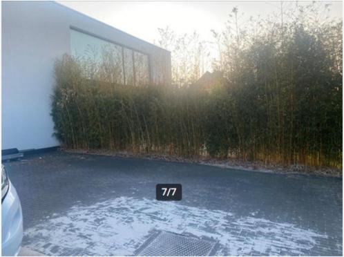 bamboe, Tuin en Terras, Planten | Tuinplanten, Vaste plant, Overige soorten, Bloeit niet, Ophalen