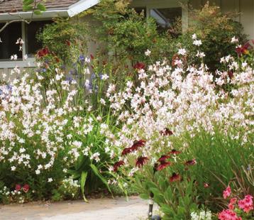 Gaura lindheimerii of Prachtkaars beschikbaar voor biedingen