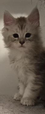 Chaton maine coon née 15.04.2025 a BRUXELLES, Kater, Gechipt, 0 tot 2 jaar
