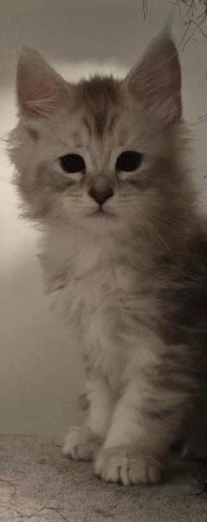 Chaton maine coon née 15.04.2025 a BRUXELLES, Dieren en Toebehoren, Katten en Kittens | Raskatten | Langhaar, Kater, 0 tot 2 jaar