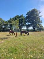 weidegang frankrijk, Dieren en Toebehoren, Stalling en Weidegang, Weidegang, 4 paarden of pony's of meer