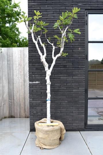 Vijgenboom - ficus carica Brunswick 140cm hoog