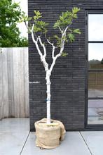 Vijgenboom - ficus carica Brunswick 140cm hoog, Volle zon, In pot, Ophalen of Verzenden, Vijgenboom