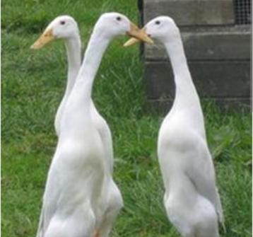 Witte indische loopeenden koppel beschikbaar voor biedingen