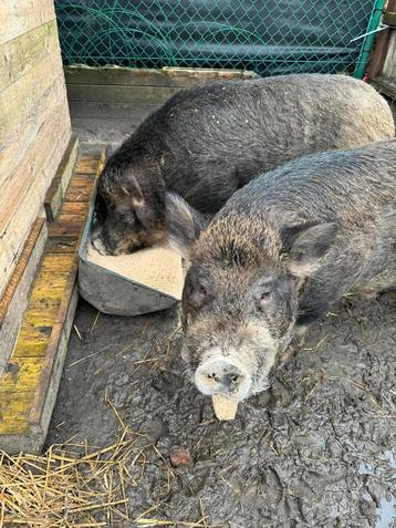 2 broertjes zoeken nieuwe thuis 