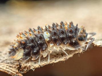Armadillidae sp. ‘Devil mask’ beschikbaar voor biedingen