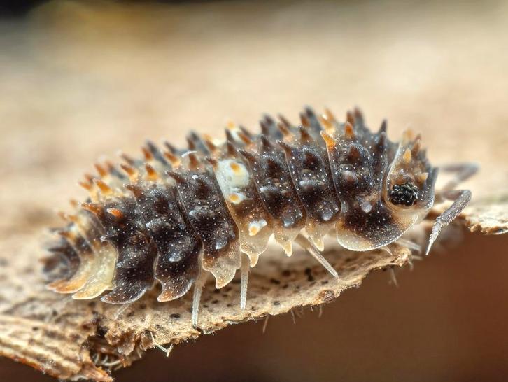 Armadillidae sp. ‘Devil mask’, Dieren en Toebehoren, Insecten en Spinnen, Overige soorten