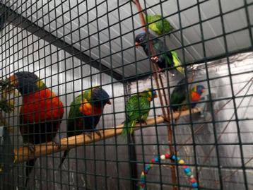 Lori van de blauwe bergen  beschikbaar voor biedingen