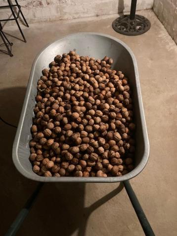 30 kilo verse okkernoten beschikbaar voor biedingen