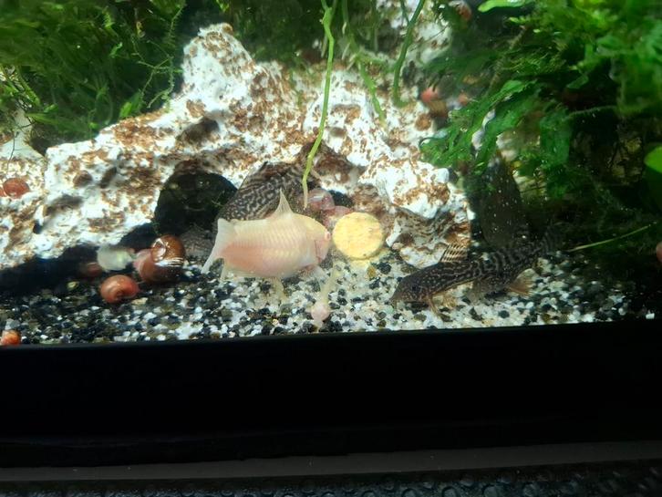 Corydoras sterbai, Dieren en Toebehoren, Vissen | Aquariumvissen