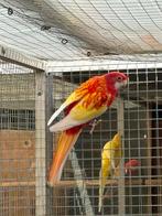 Rosella rubino split golden, Dieren en Toebehoren