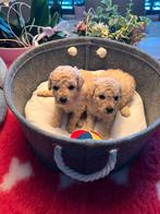 Maltipoo, Dieren en Toebehoren, België, Overige rassen, CDV (hondenziekte), 8 tot 15 weken