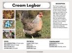 Broedeieren, Dieren en Toebehoren, Pluimvee