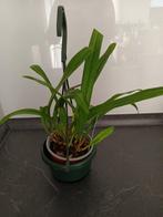 orchidee dracula borowii (heb nog dracula's), Overige soorten, In pot, Groene kamerplant, Halfschaduw