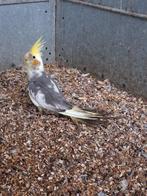 Valkparkieten, Geslacht onbekend