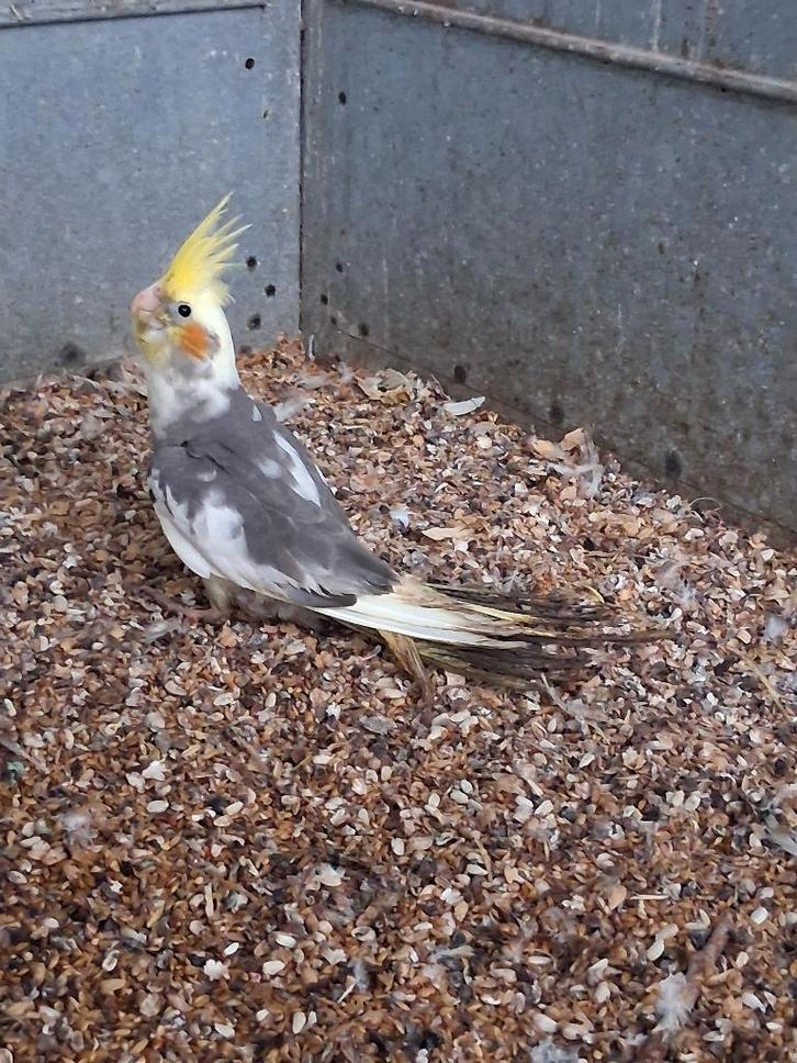 Valkparkieten, Animaux & Accessoires, Oiseaux | Perruches & Perroquets, Sexe inconnu