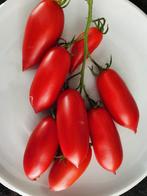 5 zaden Niagara trostomaten - kleine roma tomaat - BIO, Voorjaar, Zaad, Verzenden