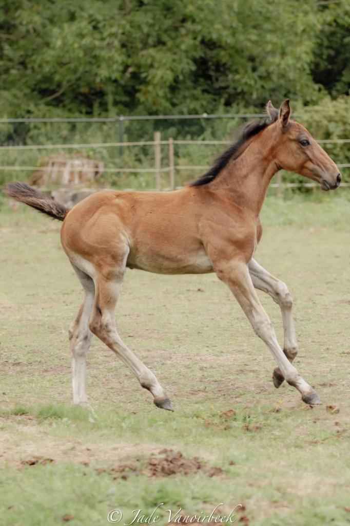 Hengstenveulen Joske, Dieren en Toebehoren, Paarden, Hengst, 0 tot 2 jaar, Gechipt