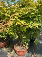 Japanse Esdoorn/Acer palmatum laag vertakte struik, Herfst, Halfschaduw, Overige soorten, 100 tot 250 cm