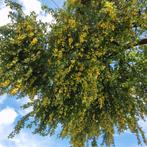 Mirabelpruimen te koop, Tuin en Terras, Planten | Bomen, Ophalen