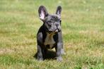 Franse Bulldog pups te koop