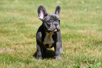 Franse Bulldog pups te koop beschikbaar voor biedingen