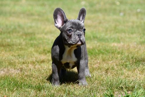 Franse Bulldog pups te koop, Dieren en Toebehoren, Honden | Bulldogs, Pinschers en Molossers, Meerdere dieren, Bulldog, Fokker | Professioneel