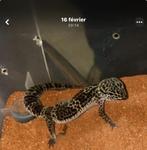 Gecko eublepharis macularius -black night, Dieren en Toebehoren, Reptielen en Amfibieën, Hagedis, Met terrarium, 0 tot 2 jaar