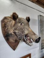 Taxidermie: everzwijn, Ophalen