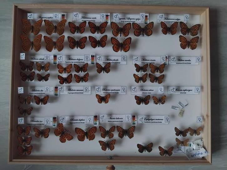 frisse, inheemse vlindercollectie te koop (5 lades), Verzamelen, Dierenverzamelingen, Zo goed als nieuw, Opgezet dier, Insect