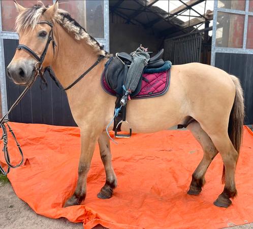 5j fjord onbeleerd normale prijs, Dieren en Toebehoren, Pony's, Ruin, Onbeleerd, Met stamboom