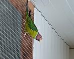 Pruimkoppen, Dieren en Toebehoren, Vogels | Parkieten en Papegaaien