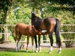 Mr. Blue x Burggraaf x Voltaire  (fok/recreatie) merrie, Dieren en Toebehoren, Paarden, Merrie, Z, Gechipt, 11 jaar of ouder