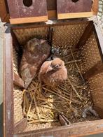 6 jongen 2026, Animaux & Accessoires, Oiseaux | Pigeons