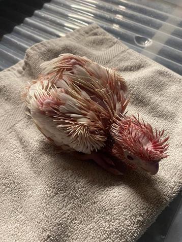 Apprivoiser Baby Lutino Rose Cockatoo 5 semaines 