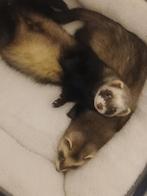 2 Fretten/Fretjes, Juillet, Mâle