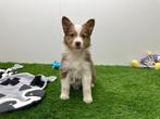 Australische Herder pups, Dieren en Toebehoren, Honden | Herdershonden en Veedrijvers, België, CDV (hondenziekte), 8 tot 15 weken