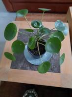 Pannenkoekenplant, Maison & Meubles, Plantes d'intérieur, Enlèvement